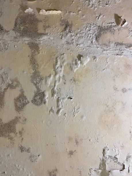 Best Black Mold Remediation in Sackets Harbor, NY