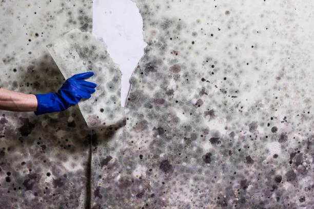 Best White Mold Remediation in Sackets Harbor, NY